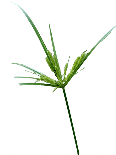 Cyperus Rotundus Extract